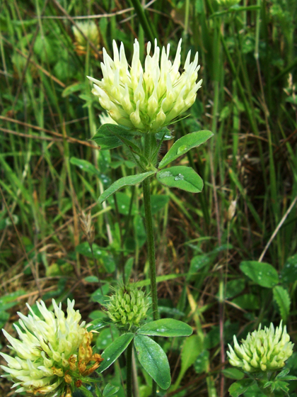 Sulphur Clover